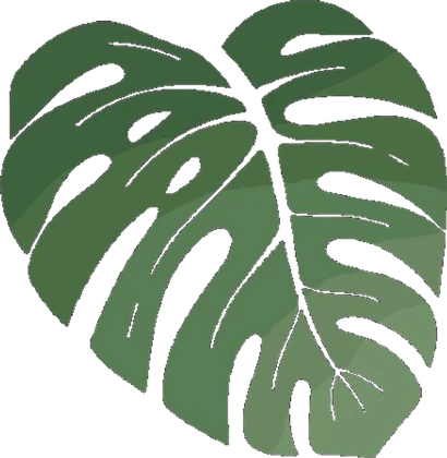 Swiss cheese plant leaf photographed with a phone